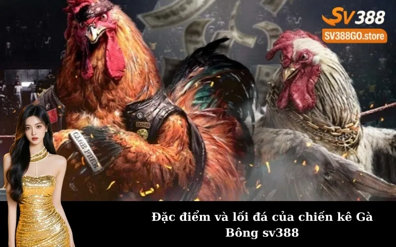 Đặc điểm và lối đá của chiến kê Gà Bông sv388
